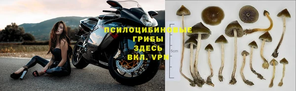 ПСИЛОЦИБИНОВЫЕ ГРИБЫ Абаза